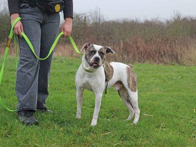 Brian | American Bulldog Cross | Basildon (Essex) - 5