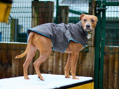 Harry | Terrier (Staffordshire Bull) Cross | Manchester - 4