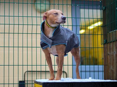 Harry | Terrier (Staffordshire Bull) Cross | Manchester - 2