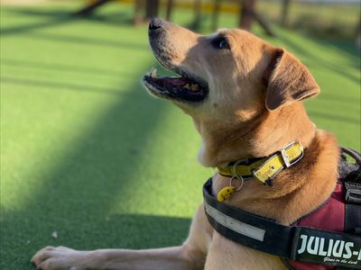 Harry | Retriever (Labrador) Cross | Shrewsbury (Shropshire) - 4