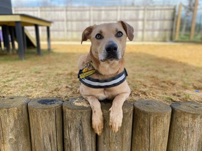 Harry | Retriever (Labrador) Cross | Shrewsbury (Shropshire) - 2