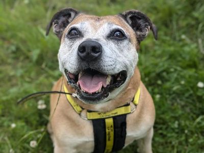 Rush | Terrier (Staffordshire Bull) Cross | Shrewsbury (Shropshire) - 2