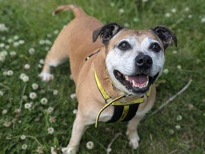 Rush | Terrier (Staffordshire Bull) Cross | Shrewsbury (Shropshire) - 3