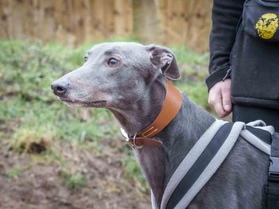 Obi Wan | Greyhound | Loughborough - 5