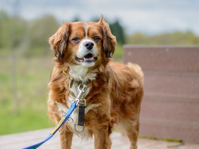 Bailey | Spaniel (Cavalier King Charles) Cross | Kenilworth (West Midlands) - 5