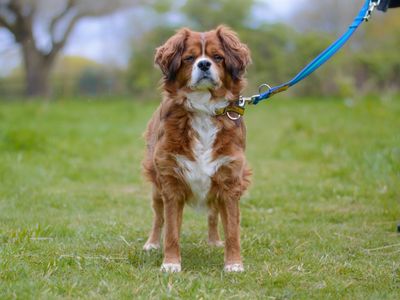 Bailey | Spaniel (Cavalier King Charles) Cross | Kenilworth (West Midlands) - 3