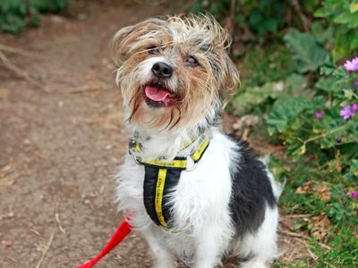 Jack russell best sale cross rescue