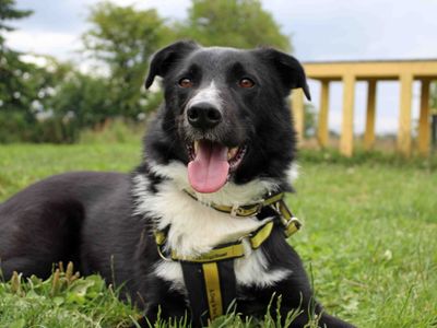 Mac | Collie (Border) Cross | Leeds - 2