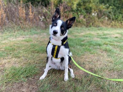 Tilly | Collie (Border) | Evesham (Worcestershire) - 3