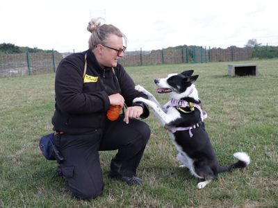 Tilly | Collie (Border) | Evesham (Worcestershire) - 2