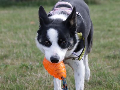 Tilly | Collie (Border) | Evesham (Worcestershire) - 5