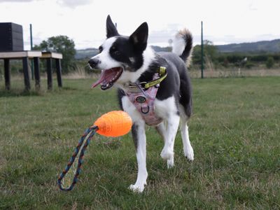 Tilly | Collie (Border) | Evesham (Worcestershire) - 4