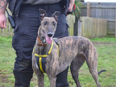 Olive | Greyhound | Harefield West London - 2