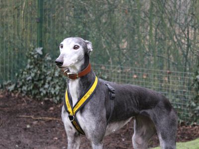 Mouse | Greyhound | Merseyside (Liverpool) - 4