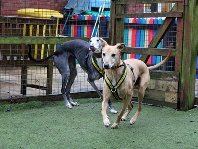 Mouse | Greyhound | Merseyside (Liverpool) - 2