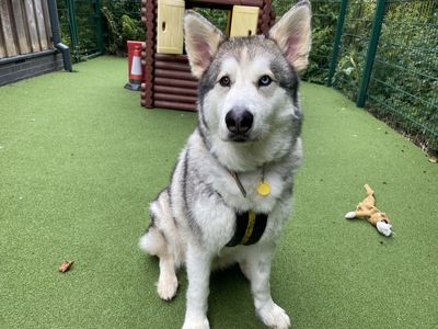 Diesel | Alaskan Malamute Cross | Ilfracombe - 4