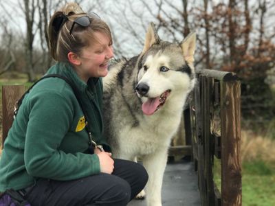 Diesel | Alaskan Malamute Cross | Ilfracombe - 4