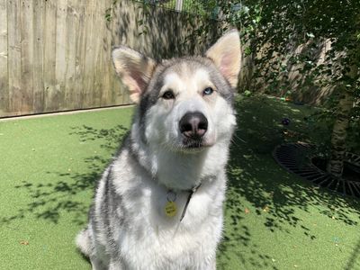 Diesel | Alaskan Malamute Cross | Ilfracombe - 2