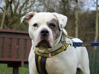 Tilly | American Bulldog | Merseyside (Liverpool) - 3