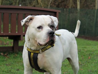 Tilly | American Bulldog | Merseyside (Liverpool) - 5