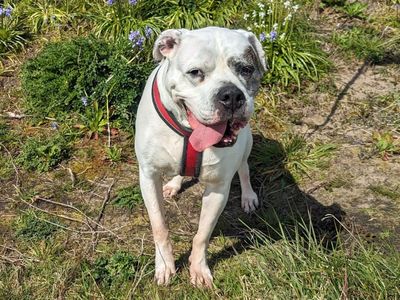 Tilly | American Bulldog | Merseyside (Liverpool) - 2