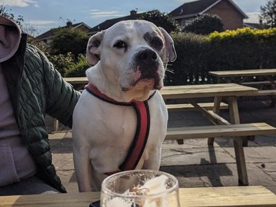 Tilly | American Bulldog | Merseyside (Liverpool) - 3