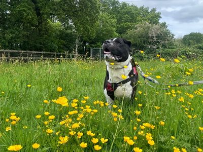 Zeus | Shar Pei Cross | Kenilworth (West Midlands) - 3