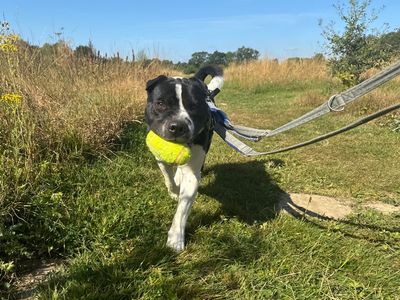 Zeus | Shar Pei Cross | Kenilworth (West Midlands) - 5