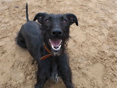 Maggie | Lurcher | Darlington - 2