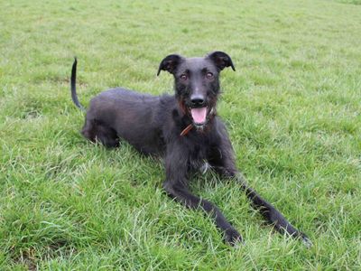 Maggie | Lurcher | Darlington - 4