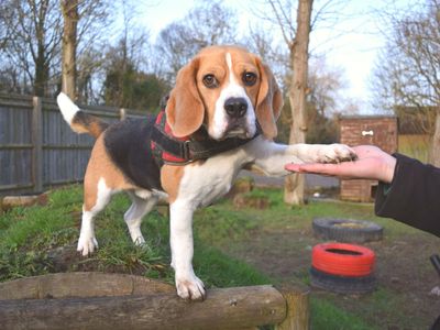 Omelette | Beagle | Harefield West London - 3