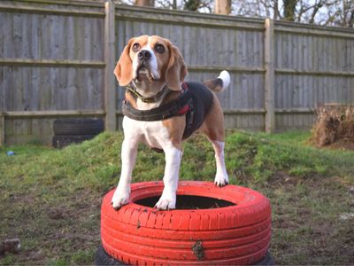 Omelette | Beagle | Harefield West London - 5