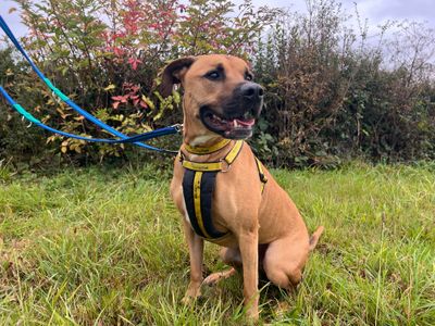 Simba | Terrier (Staffordshire Bull) Cross | Salisbury (Wiltshire) - 4