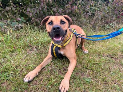 Simba | Terrier (Staffordshire Bull) Cross | Salisbury (Wiltshire) - 2