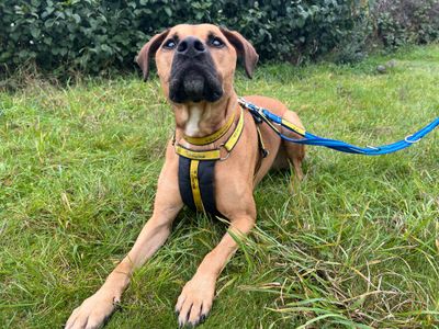 Simba | Terrier (Staffordshire Bull) Cross | Salisbury (Wiltshire) - 4