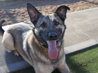 Adopt A Belgian Shepherd Dog (malinois) Rescue Dog 