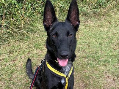 Adopt a Dutch Shepherd Rescue Dog | Bjorn | Dogs Trust