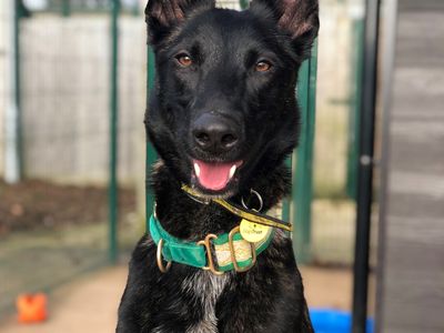 Bjorn | Dutch Shepherd | Darlington - 3