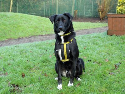 Toby | Collie (Border) | Merseyside (Liverpool) - 2