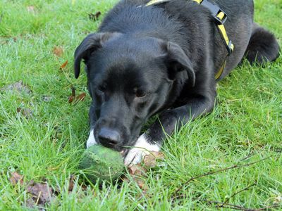 Toby | Collie (Border) | Merseyside (Liverpool) - 3