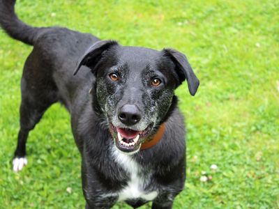 Toby | Collie (Border) | Merseyside (Liverpool) - 1