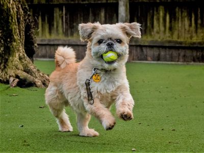 Toby | Shih Tzu | Kenilworth (West Midlands) - 4