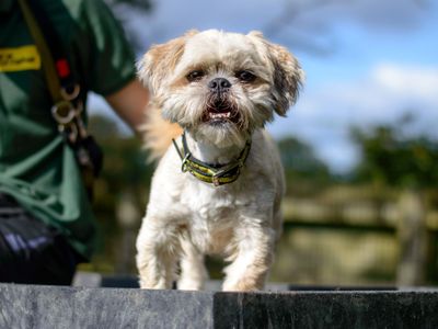 Toby | Shih Tzu | Kenilworth (West Midlands) - 2