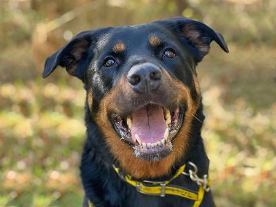 Izzy | Rottweiler Cross | Basildon (Essex) - 3