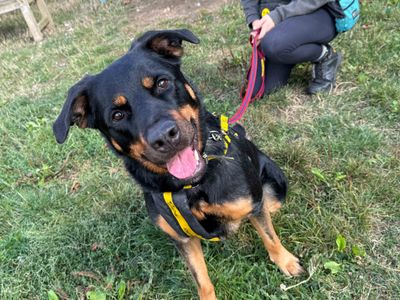 Izzy | Rottweiler Cross | Basildon (Essex) - 5