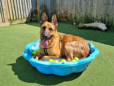 Adopt a German Shepherd Dog Rescue Dog | Polo | Dogs Trust