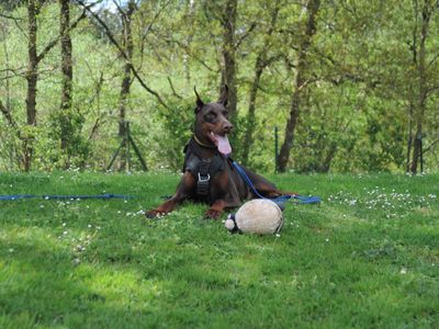 Astrid | Dobermann | Canterbury - 4