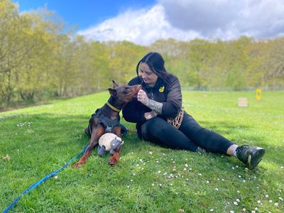 Astrid | Dobermann | Canterbury - 2