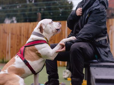 Ares | Terrier (Staffordshire Bull) Cross | Harefield West London - 4