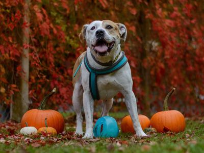 Ares | Terrier (Staffordshire Bull) Cross | Harefield West London - 2